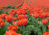 Champ de tulipes rouges