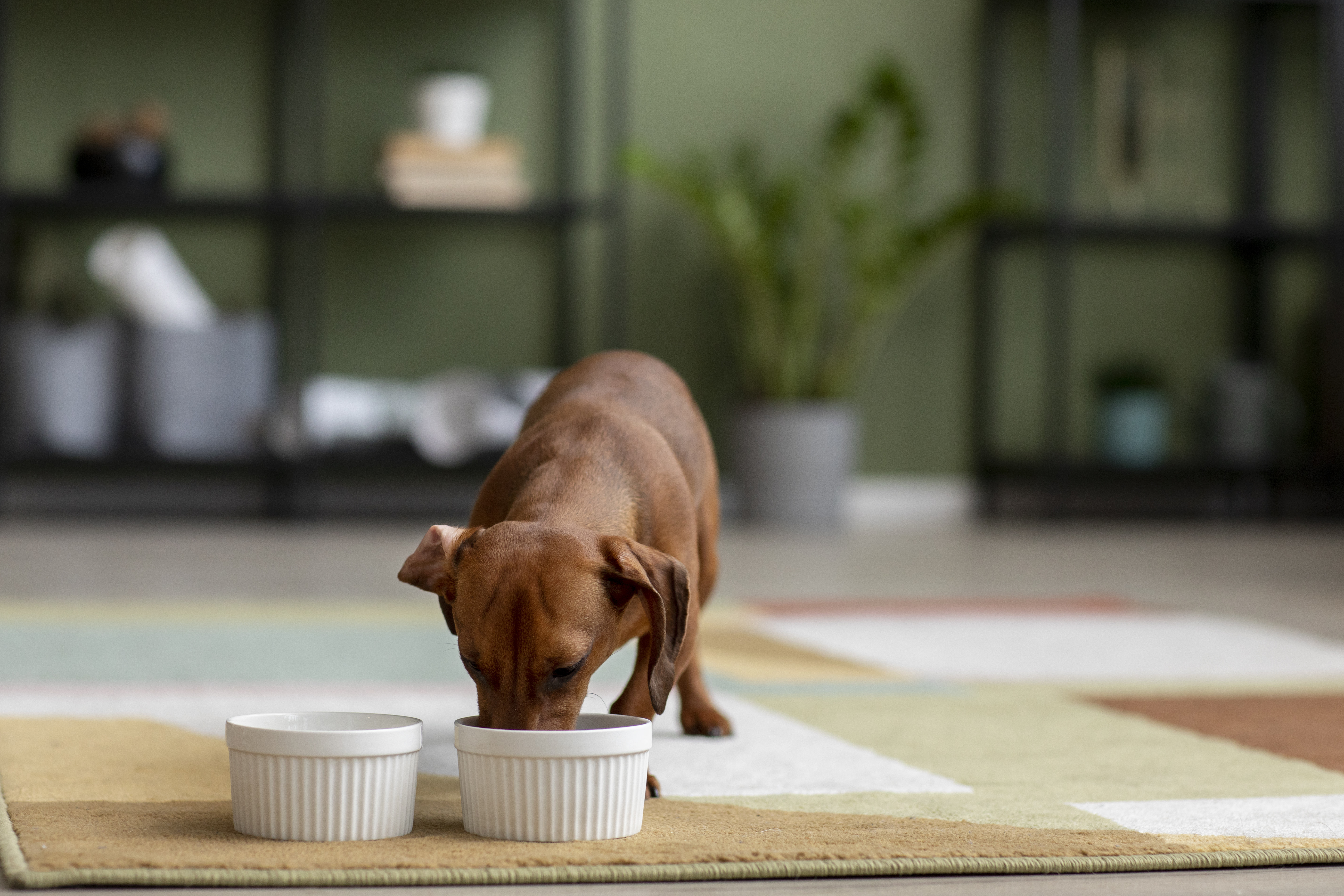 close-em-um-belo-cão-dachshund-comendo-ração-no-comedouro-de-porcelana