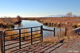 Bear River Migratory Bird Refuge