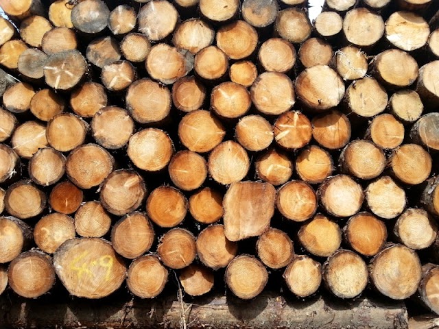 Largest wood market in Pakistan