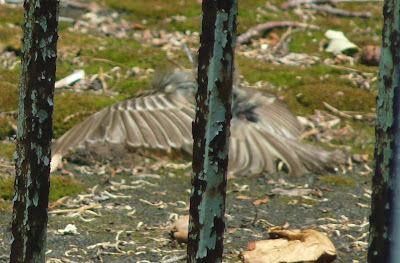 bird lying on deck