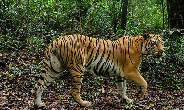 Recuperação e desafios na conservação do tigre da Indochina no Sudeste Asiático