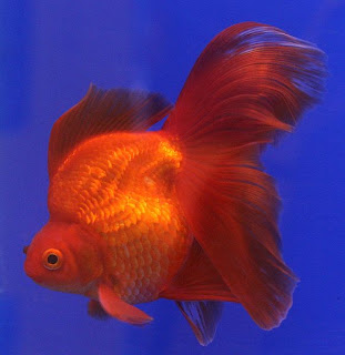 goldenfish-ryukin