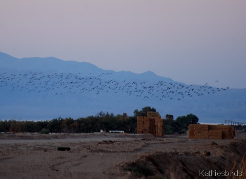 9. DSC_0101 Curlews