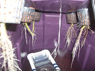 Aeroponic Sweet Potato Prototype: Day 30 Roots