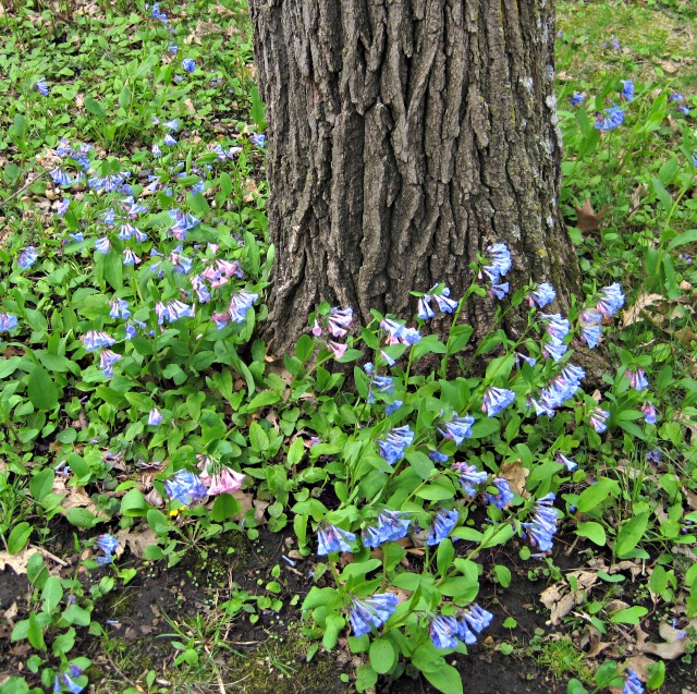 small blue purple flowers by tree trunk