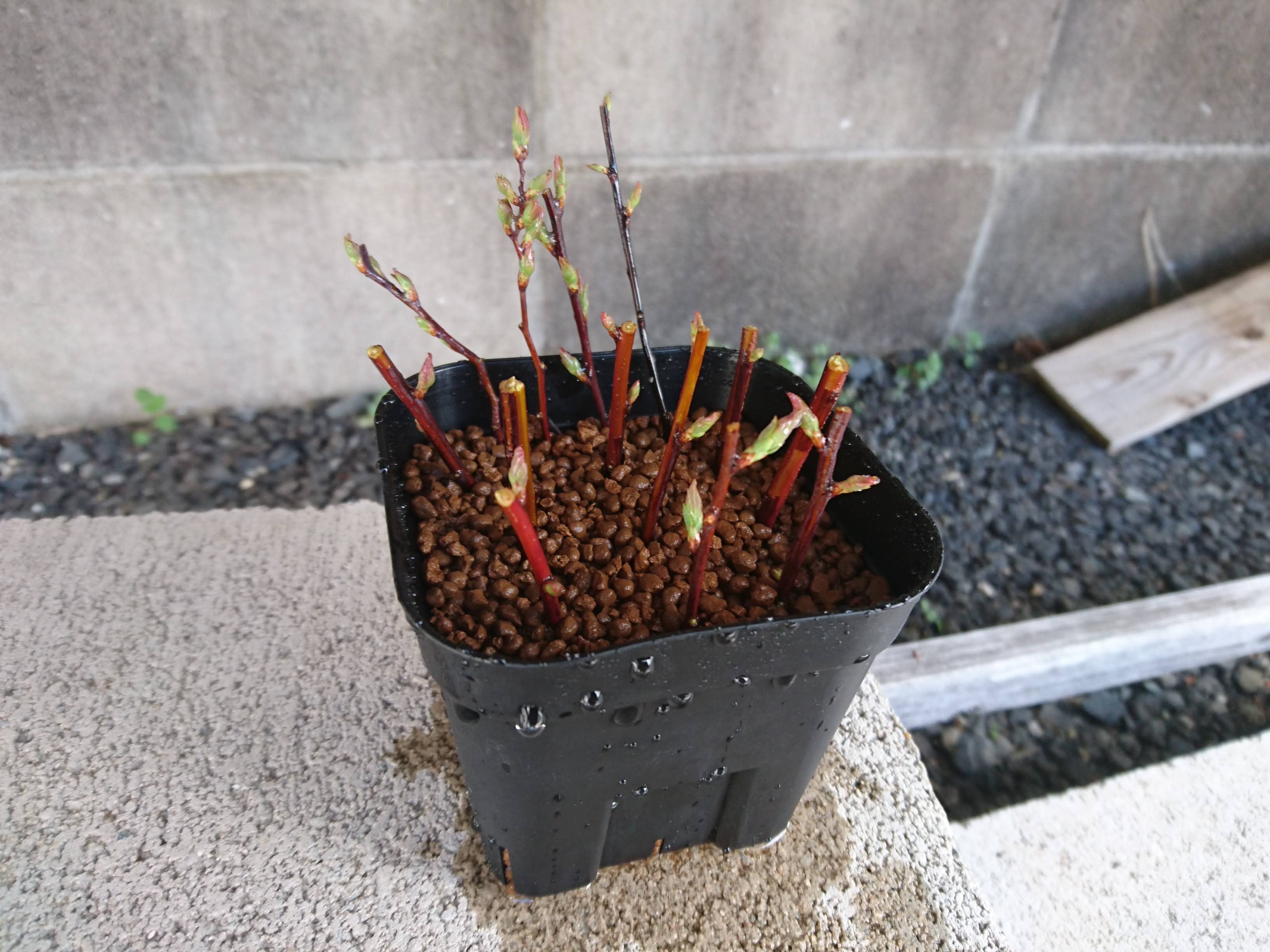コデマリの挿し木を成功させるポイント 鉢植えやミニ盆栽で小さな白い花を楽しむ メダカの大工