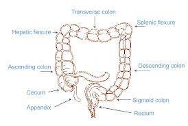 Large intestine structure | Large intestine diagram | Large intestine diagram labeled