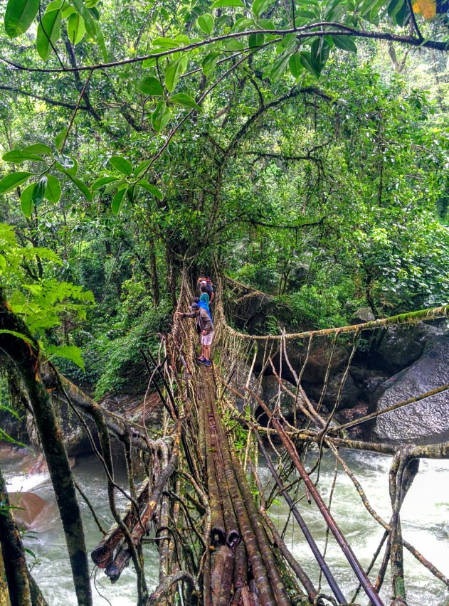 The Nongthymmai living root bridge sturdy as concrete, Meghalaya