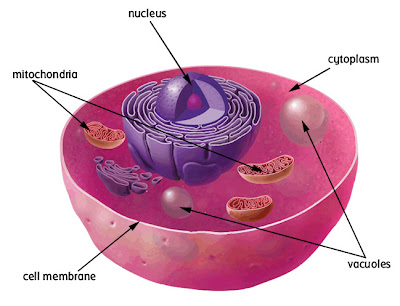 Animal Cell