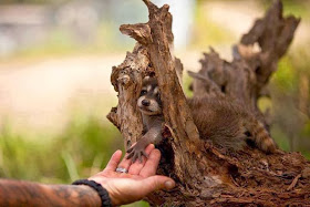 Funny animals of the week - 6 December 2013 (35 pics), baby raccoon holds human hand