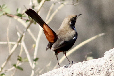 Indian Robin