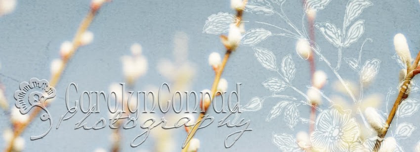 carolyn conrad photograpy blog