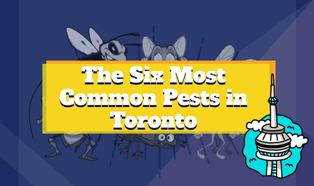 The Six Most Common Pests in Toronto 