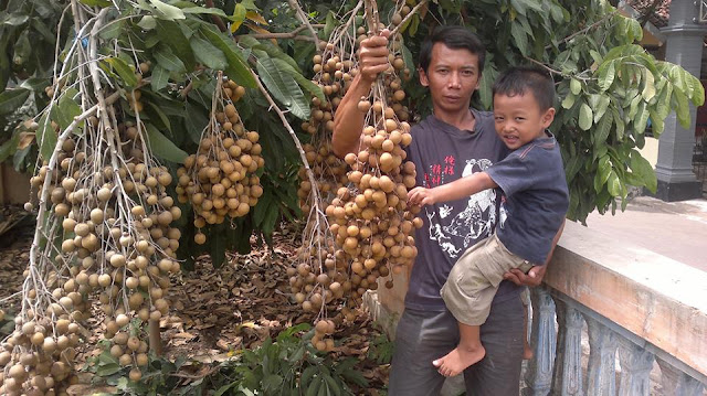 Cara Menciptakan Tanaman Kelengkeng Dapat Berbuah Lebat Sepanjang Tahun