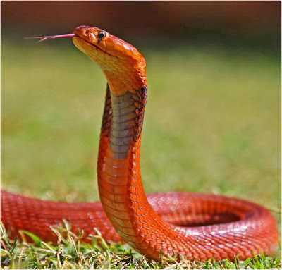 Red Spitting Cobra, naja pallida