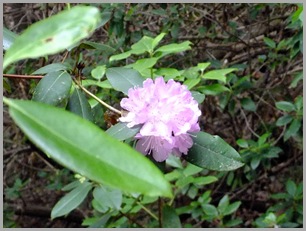 Rhododendron