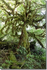 DSC07654 furry tree at Skagit River