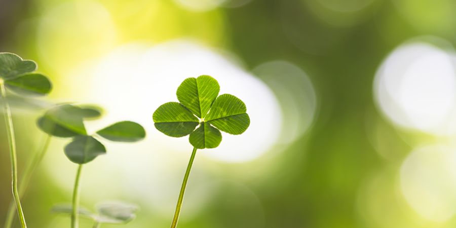 Four-Leaf Clover (Trifolium Repens) Plant