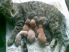 Misty's kittens