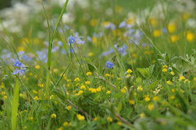 wild flowers in May in the Norfolk countryside