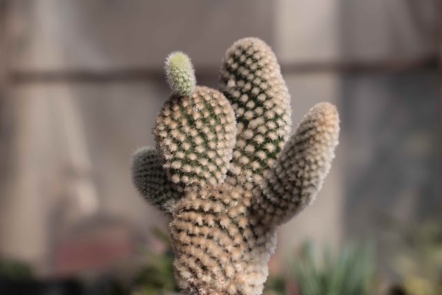 Cara Merawat kaktus Opuntia microdasys