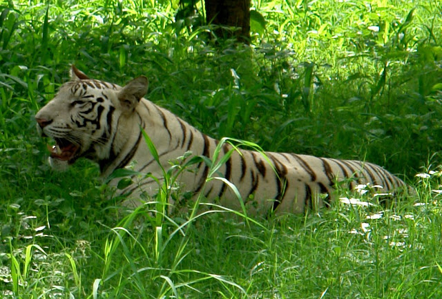 White Tiger @ Delhi Zoo: Watchful yet lazy tiger among medium high grass