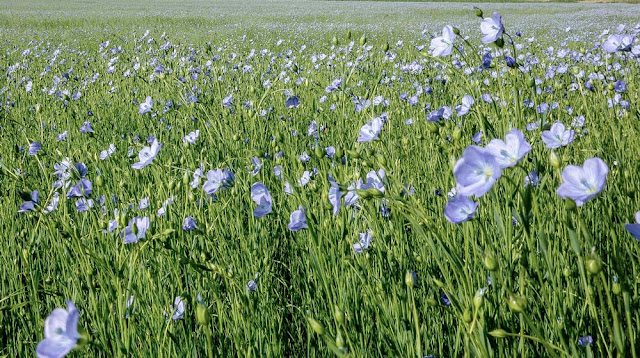 Flax Crop Market