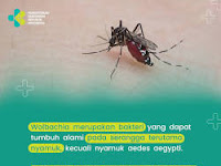 Gigitan Nyamuk Wolbachia Tidak Berbahaya