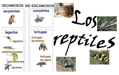 http://ceiploreto.es/sugerencias/cplosangeles.juntaextremadura.net/web/curso_3/naturales_3/reptiles/reptiles.html