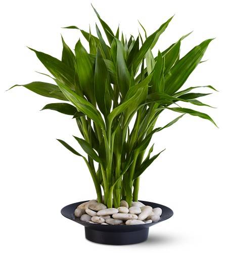 Bamboo Indoor Plants2