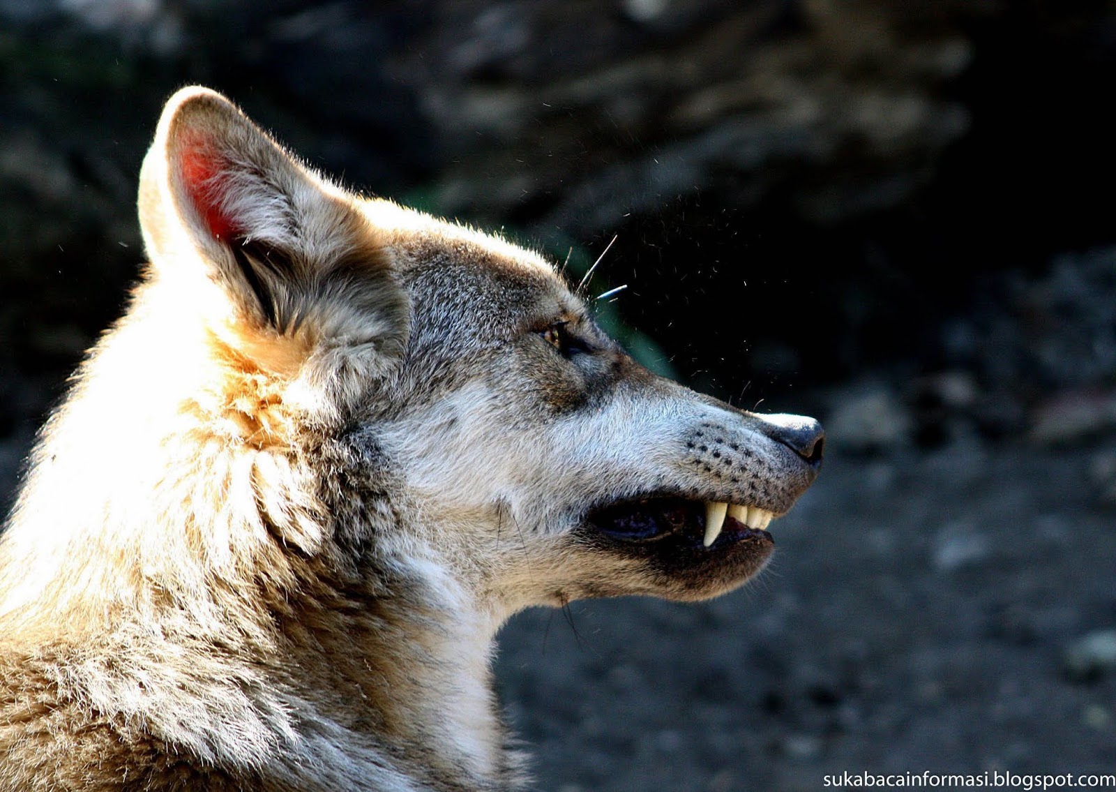 Kumpulan Gambar Serigala  Yang Sedang Marah I Artikel Indo