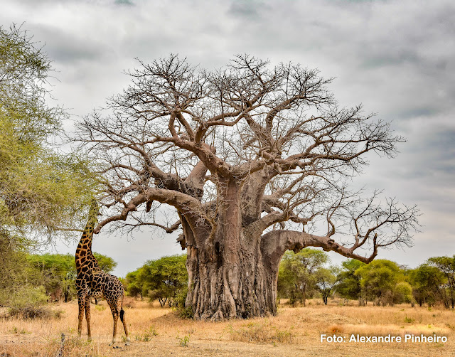 Baobá, árvore africana no Parque Nacional de Tarangire, Tanzânia