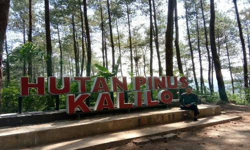 Indahnya Wisata Alam Hutan Pinus Kalilo