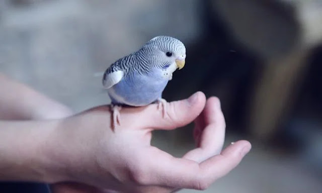 Budgie-kid