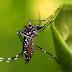 Irresponsabilidade da CTNBio produz ‘super mosquito’ da dengue em Jacobina