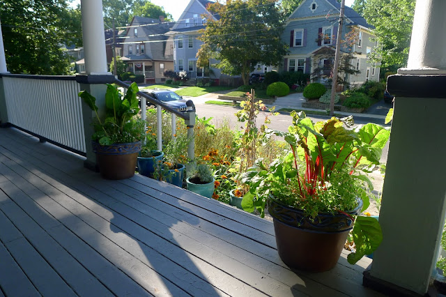 Edible Landscaping: Swiss Chard and Violas in container