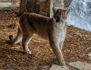 Mountain lion walking passed the window,Steamboat springs Colorado