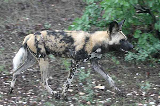 African Wild Dog