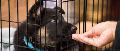 How to crate train your dog or puppy