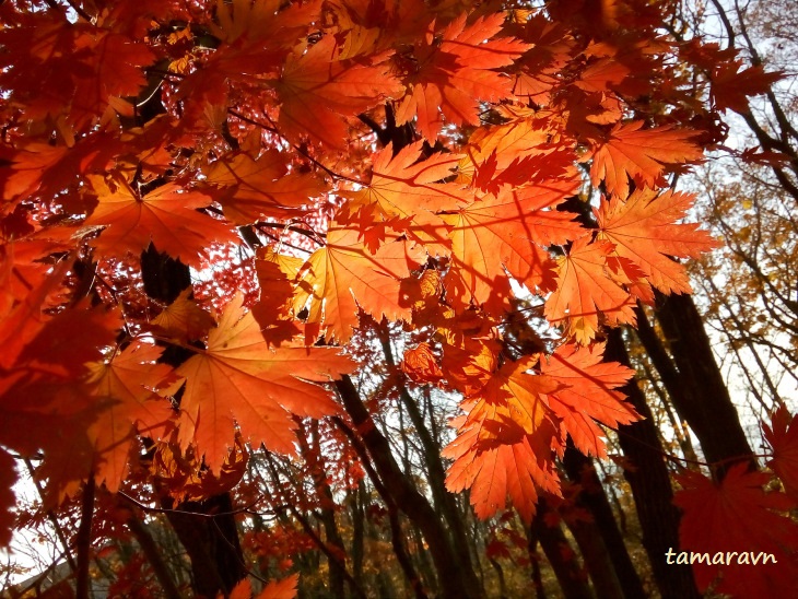 Клён ложнозибольдов (Acer pseudosieboldianum)