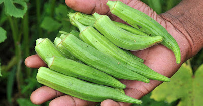 Eating Okra has a Lot of Health Benefits Must Read! 