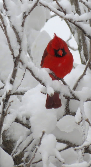 Red Cardinals Birds