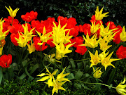 Orange Yellow and Red Tulips (red and yellow flowers )