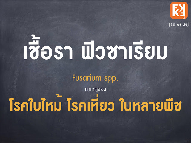 เชื้อรา ฟิวซาเรียม Fusarium spp.