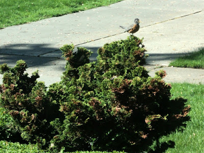 baby robins