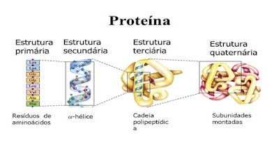 Estrutura da proteína - Quem não ama a Bioquímica?