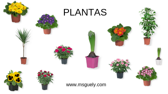 Ofertas Lidl 31 de Enero Plantas