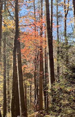 A cluster of tall trees on a hillside with a spotlight on a lone smaller tree with brilliantly colored red leaves.