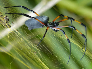 Nephila inaurata - Néphile dorée - Bibe